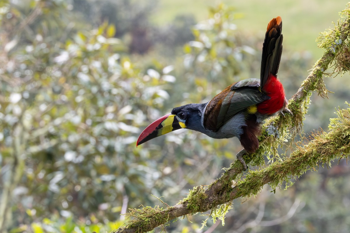 Tucán Pechigrís - ML647629556