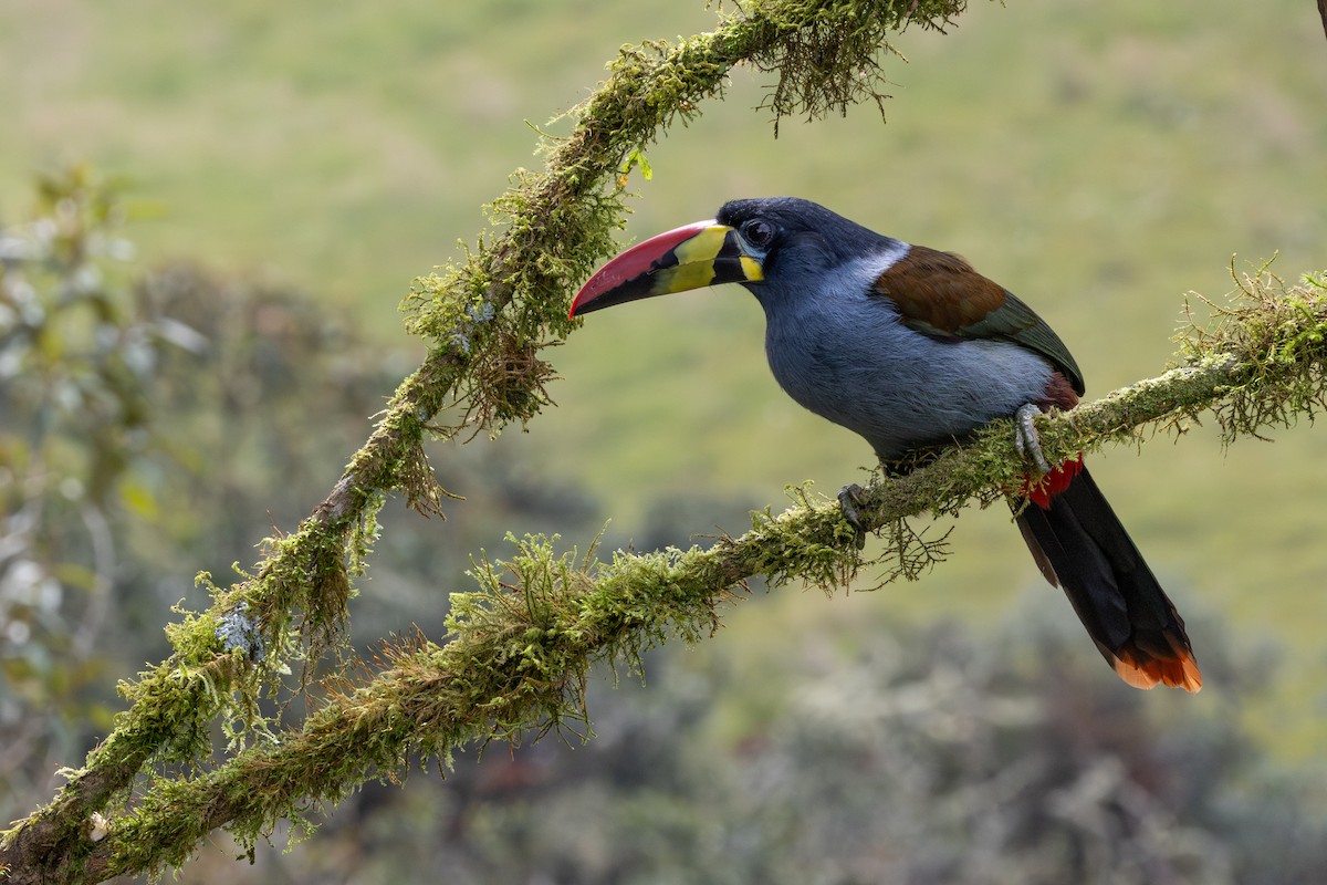 Tucán Pechigrís - ML647629557
