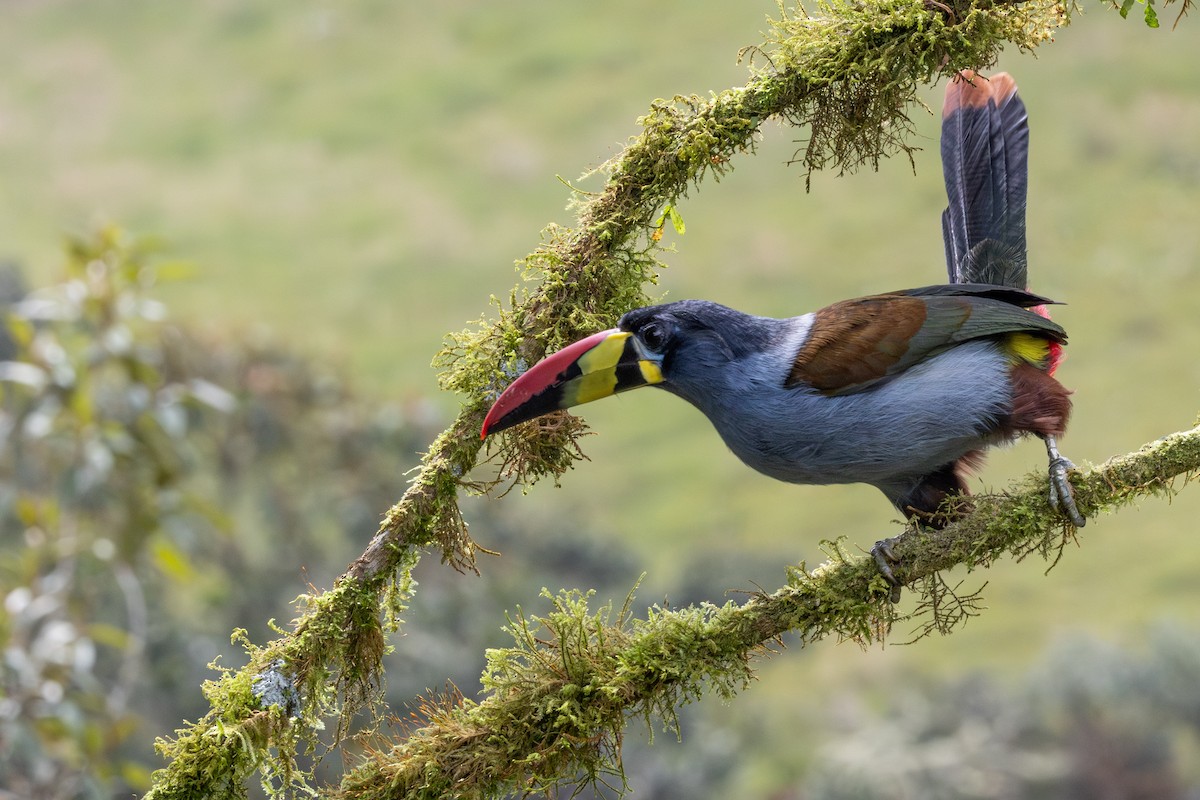 Tucán Pechigrís - ML647629558