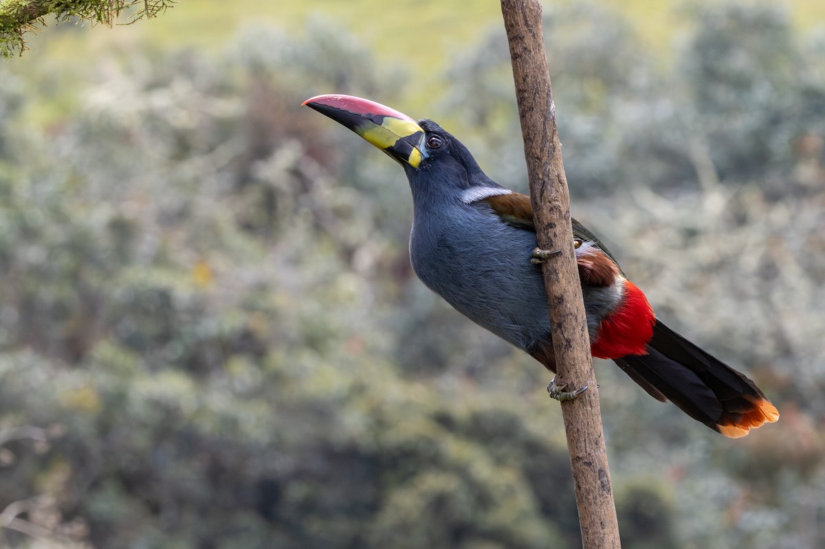 Tucán Pechigrís - ML647629559