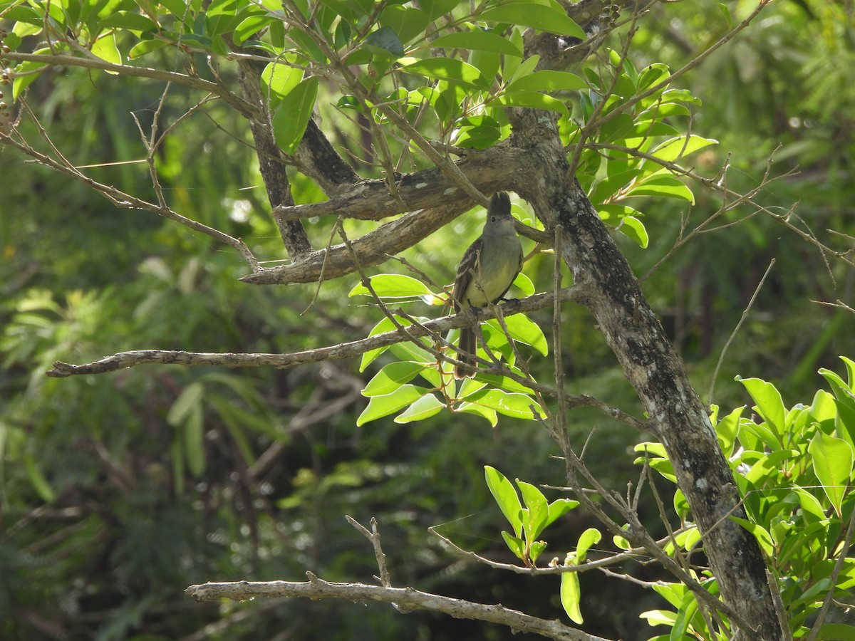 Yellow-bellied Elaenia - ML647629647