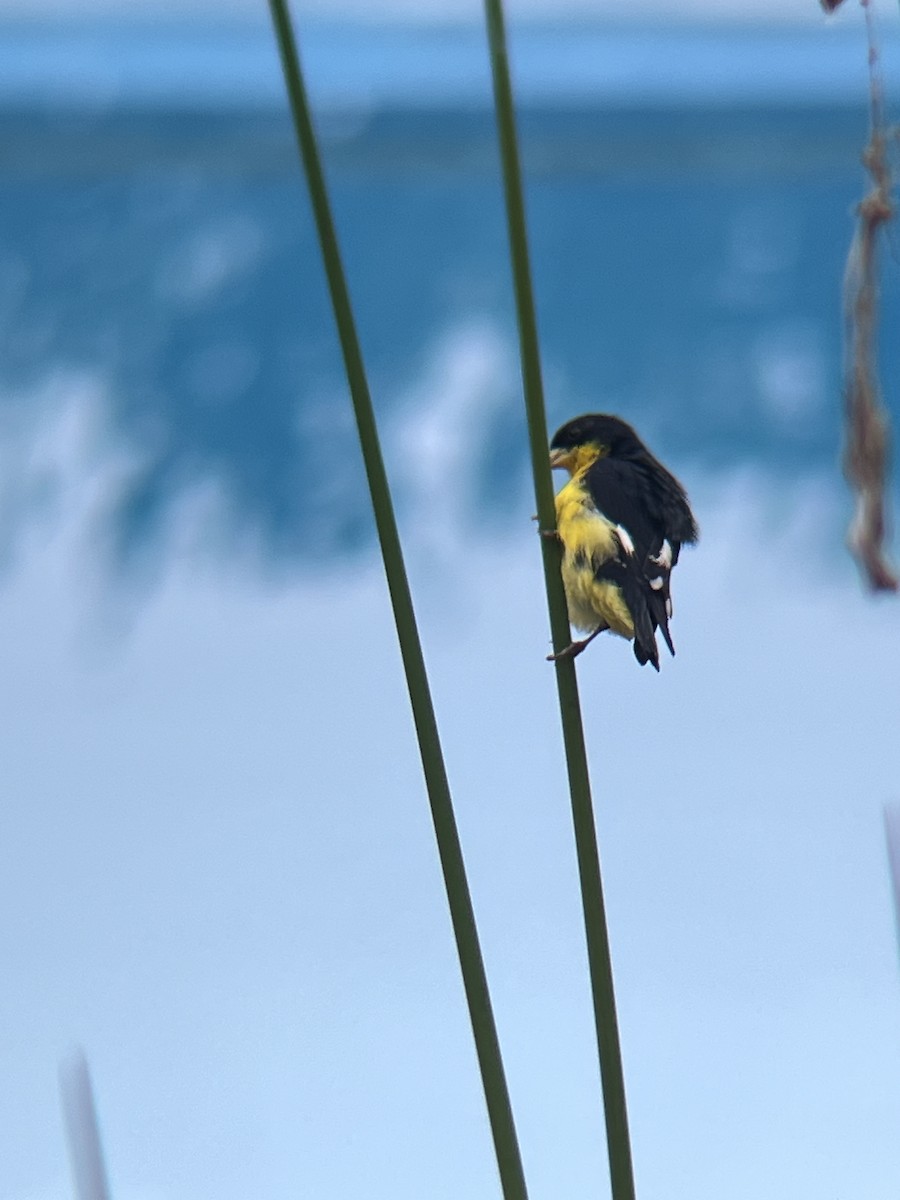 Lesser Goldfinch - ML647629650