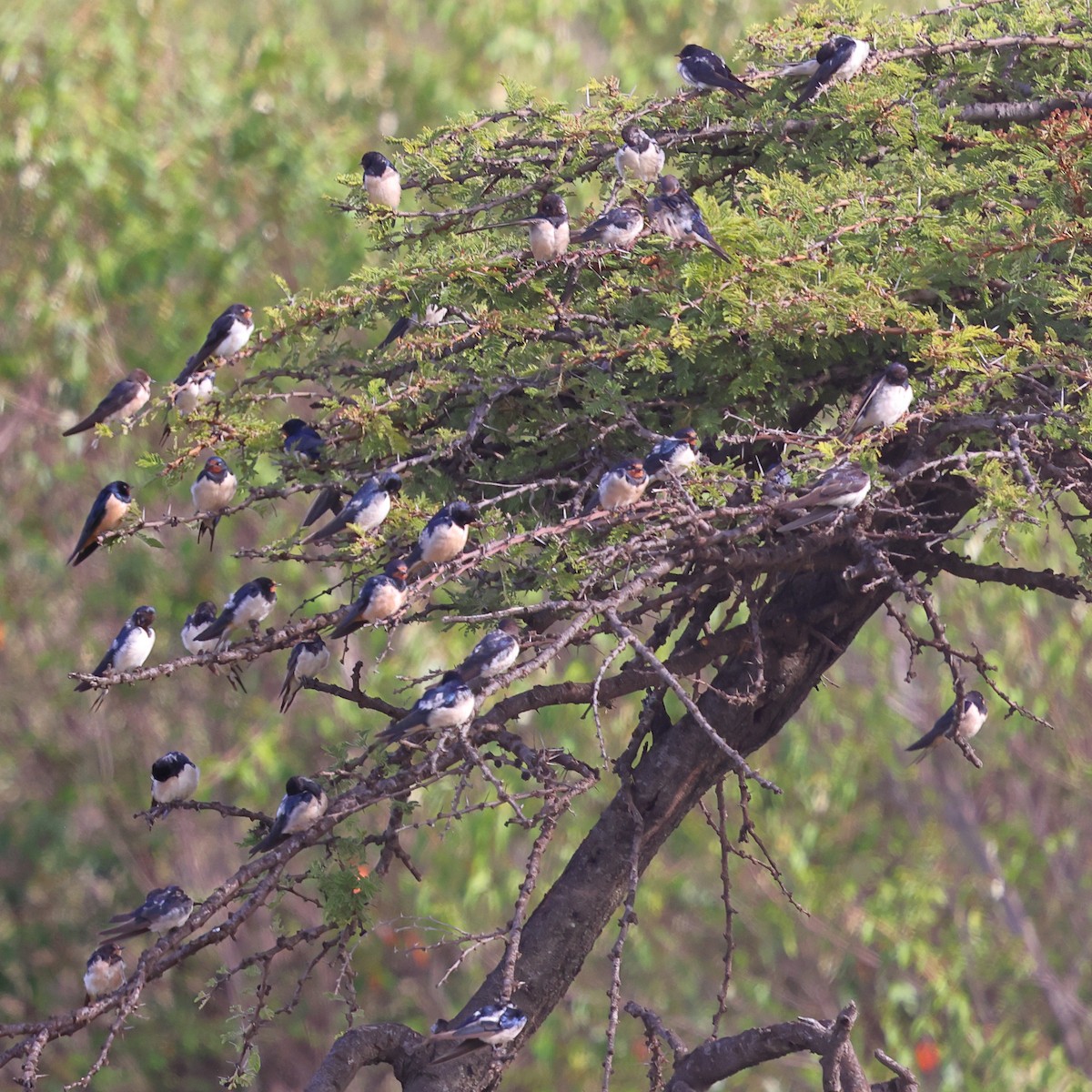 Ластівка сільська - ML647629655