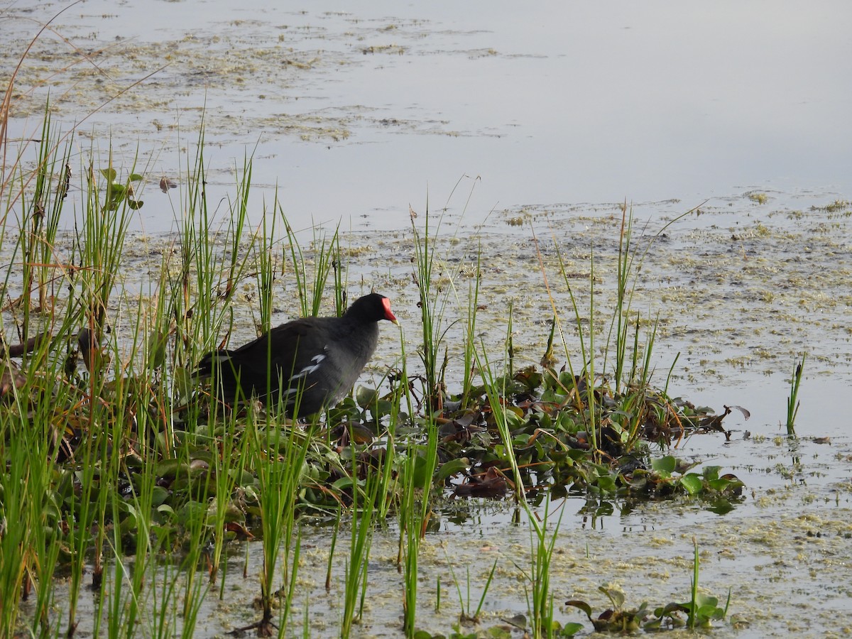 Amerika Sutavuğu - ML647629667