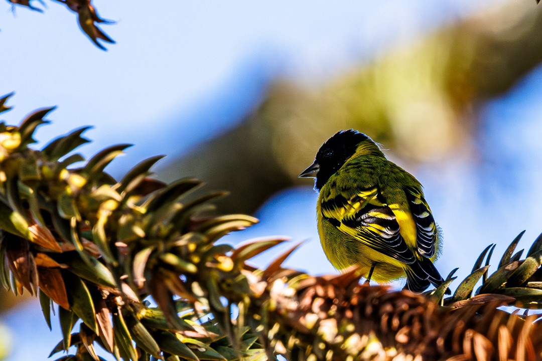 Hooded Siskin - ML647629676