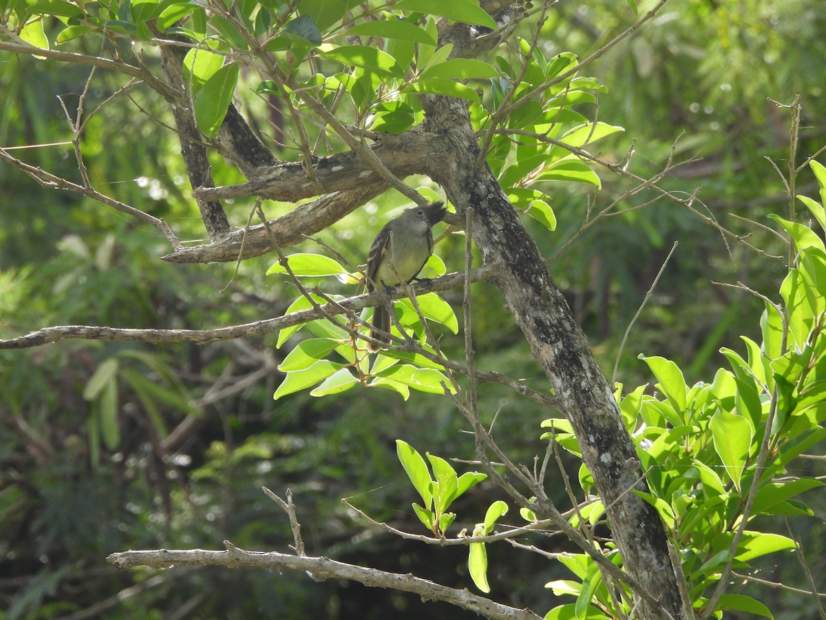 Yellow-bellied Elaenia - ML647629738