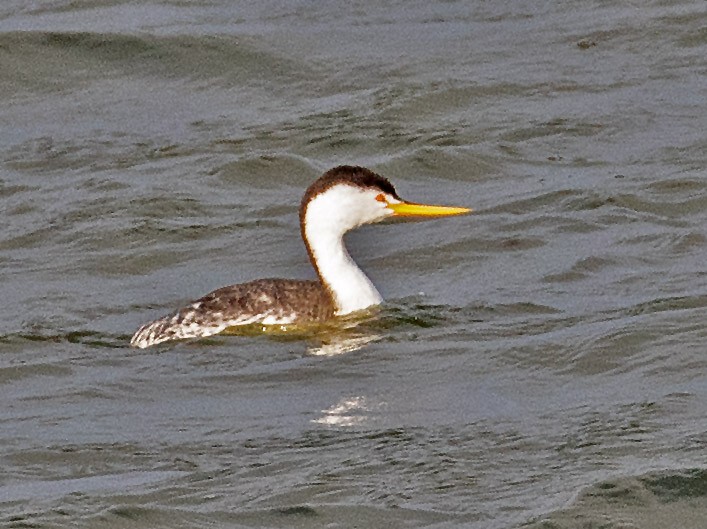Clark's Grebe - ML647629744