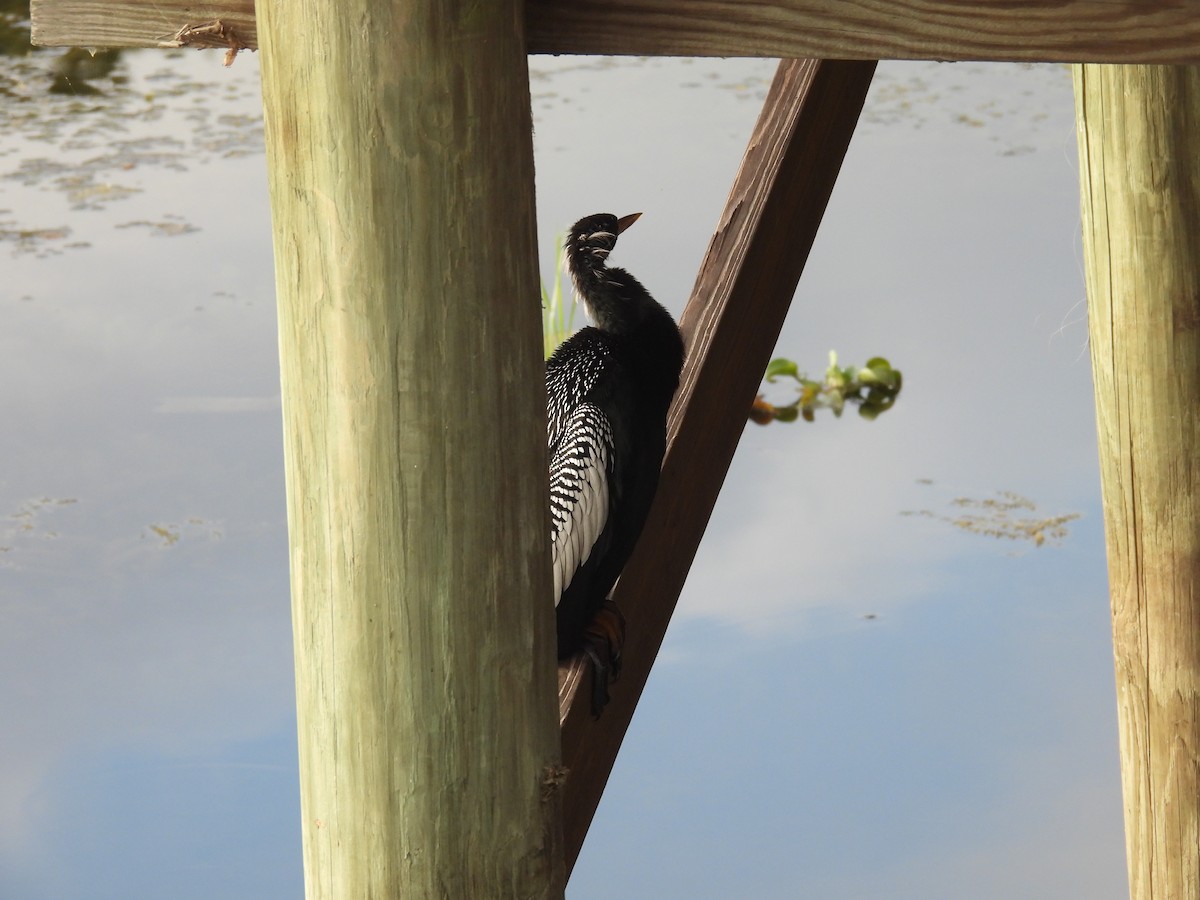 נחשון אמריקני - ML647629755