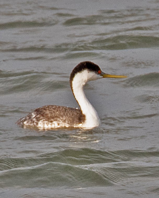 Western Grebe - ML647629759