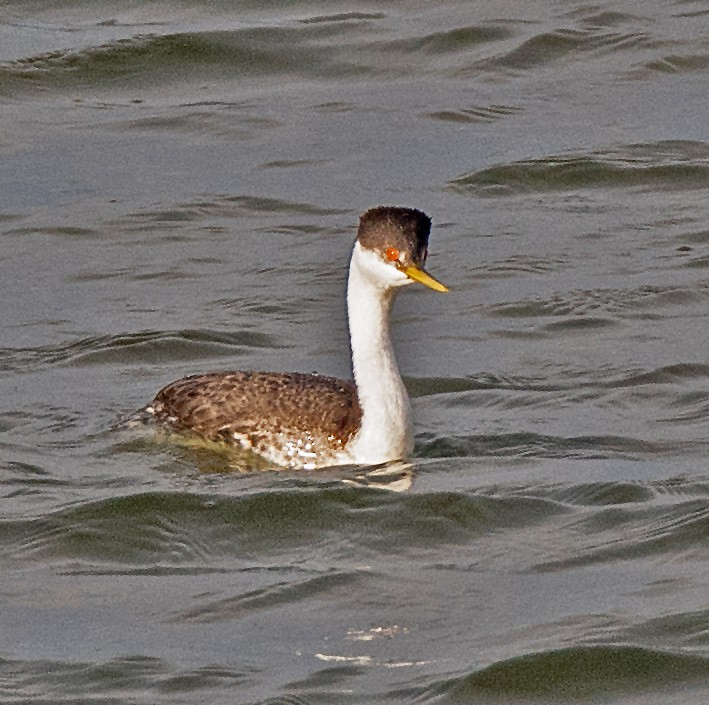 Western Grebe - ML647629760