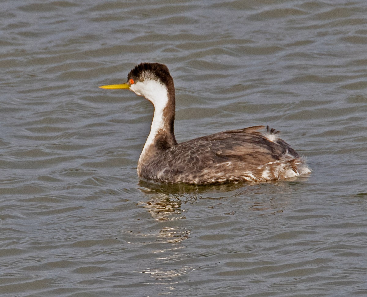 Western Grebe - ML647629761