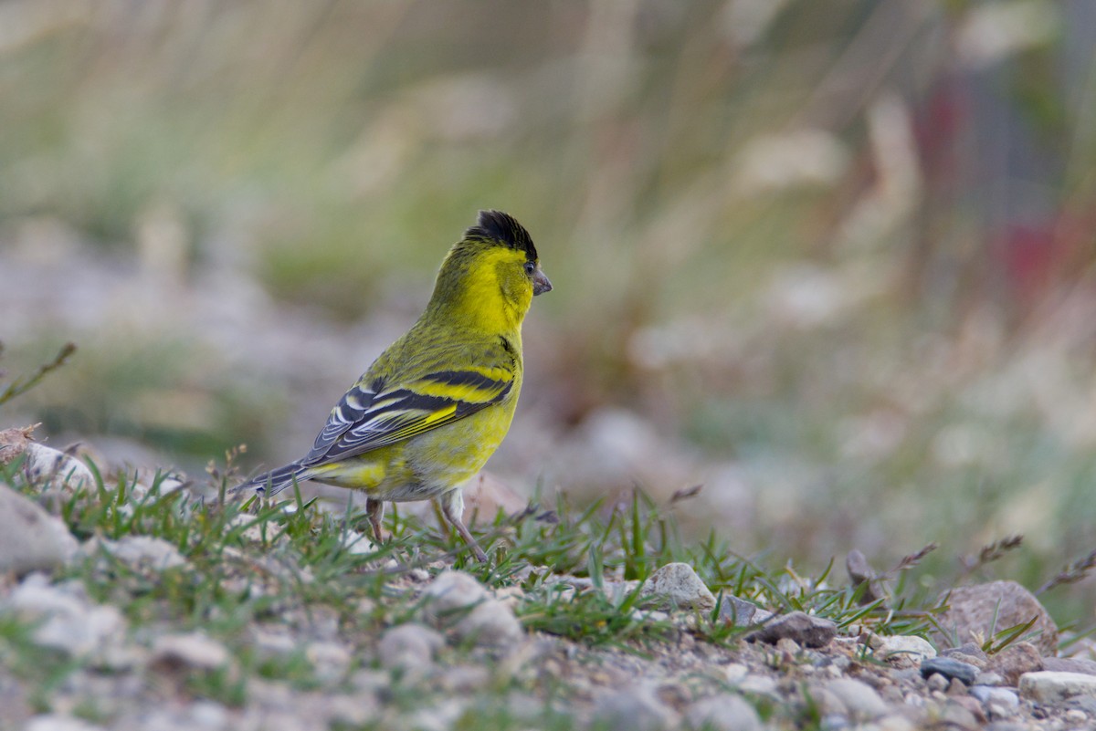 Black-chinned Siskin - ML647629762