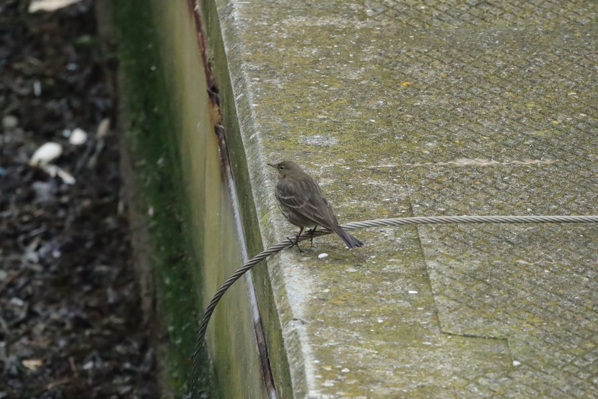 Rock Pipit - ML647629810