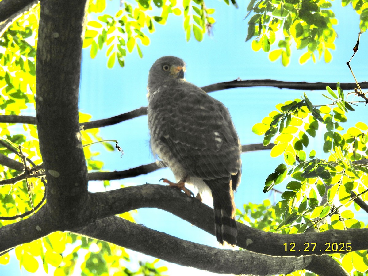 káně krahujová - ML647629821