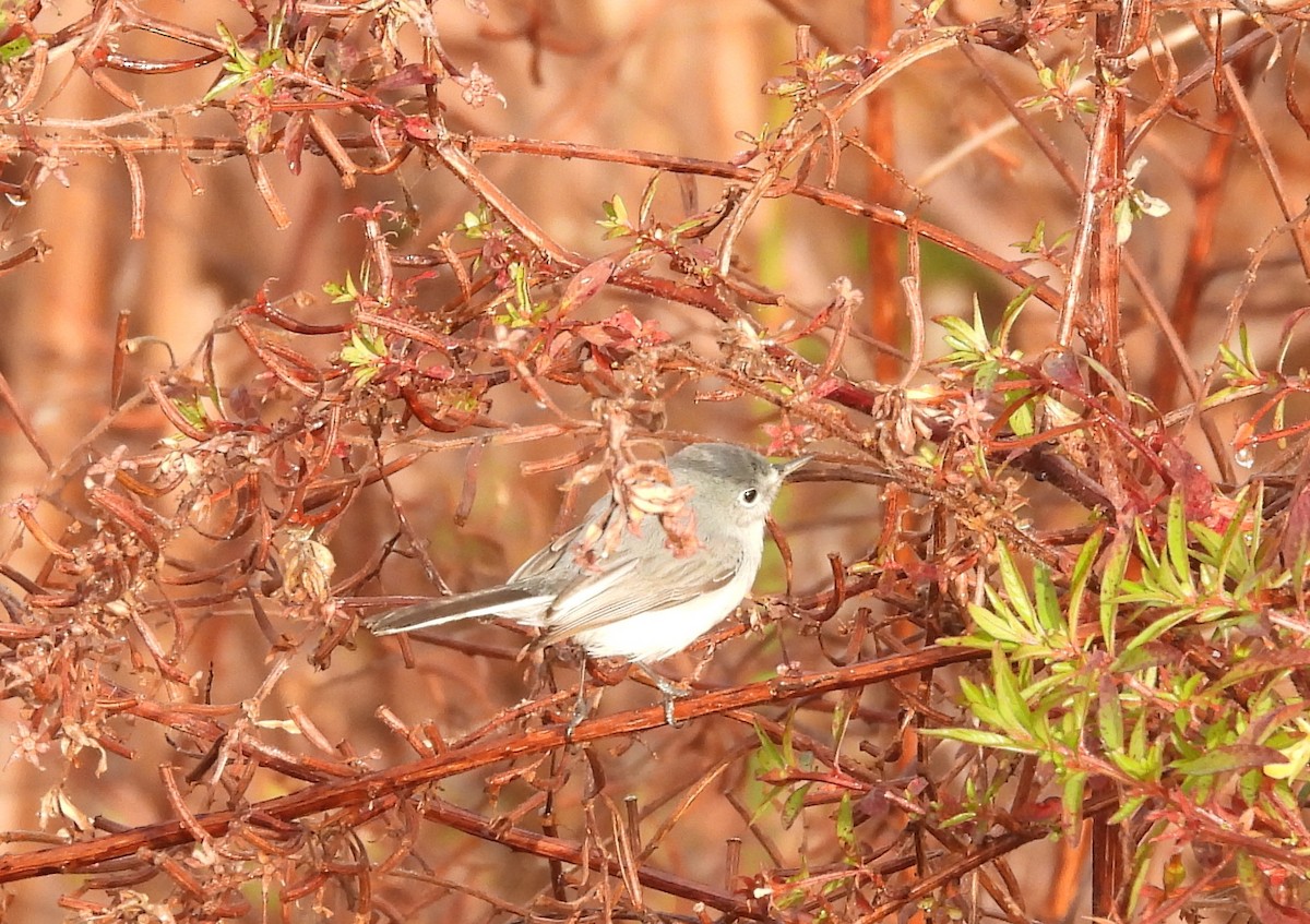 ברחשית כחלחלה - ML647629829