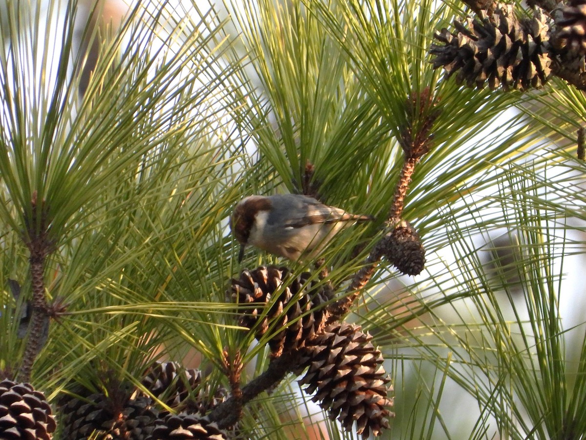 Sittelle à tête brune - ML647629842