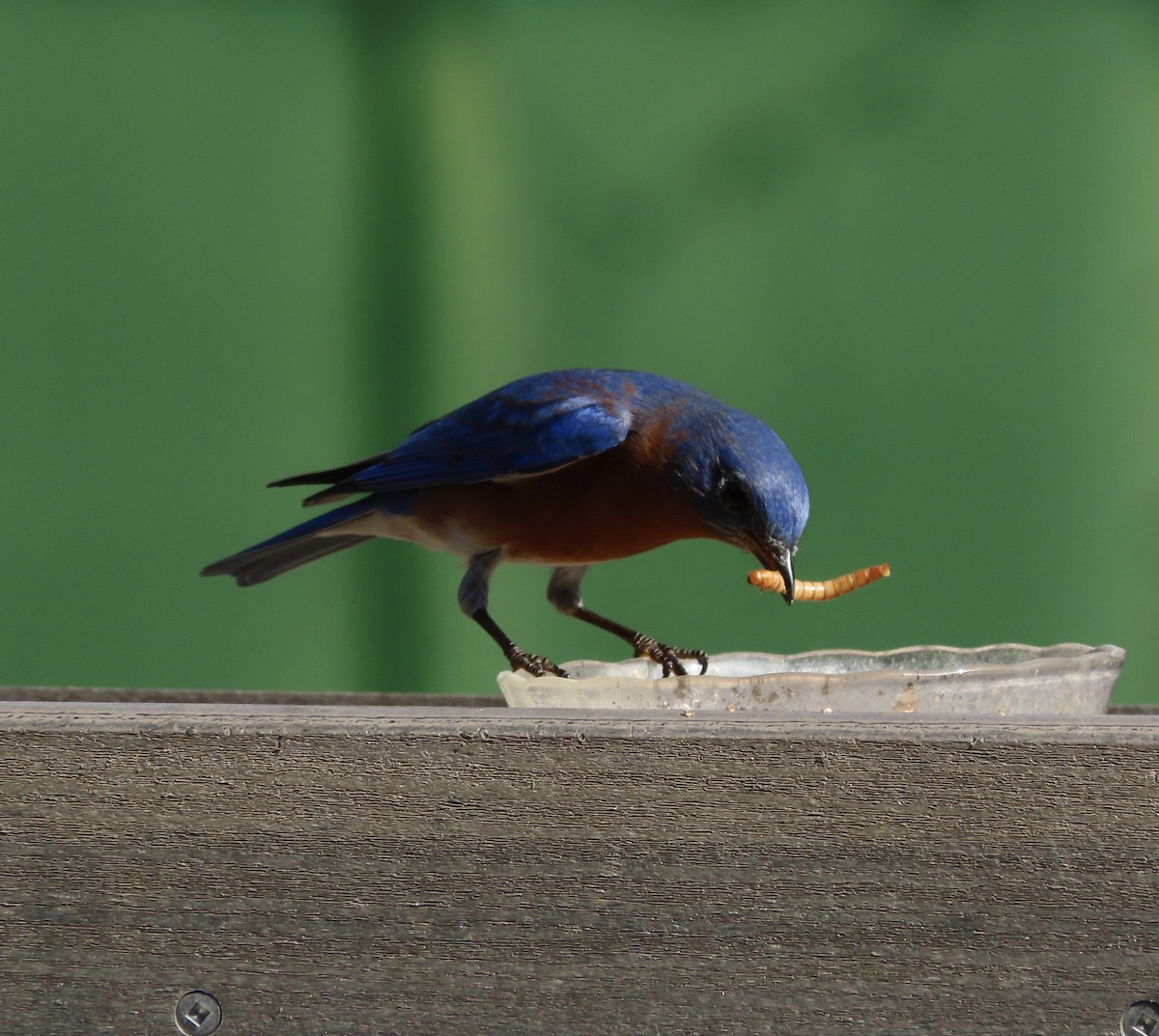 Eastern Bluebird - ML647629843