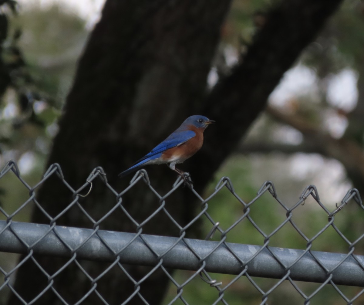 Eastern Bluebird - ML647629845