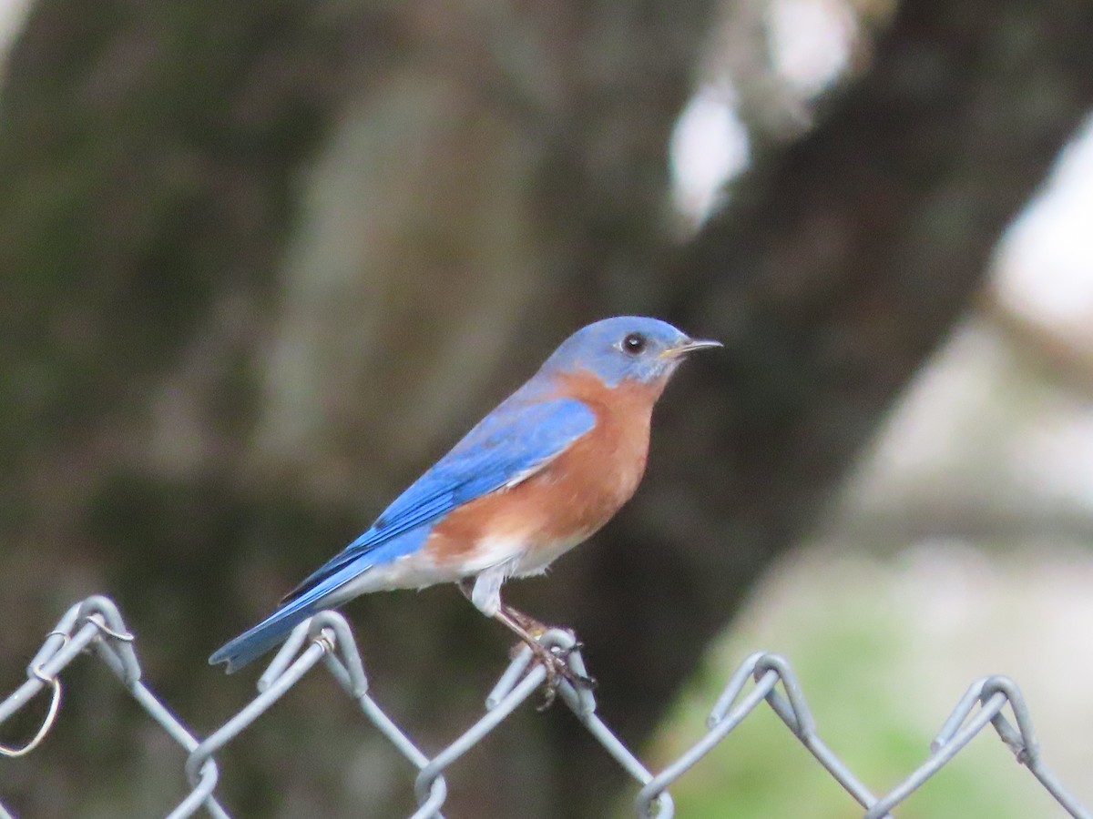 Eastern Bluebird - ML647629852
