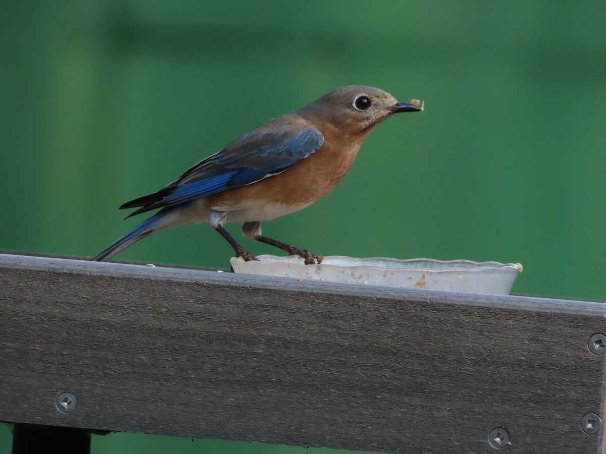 Eastern Bluebird - ML647629856