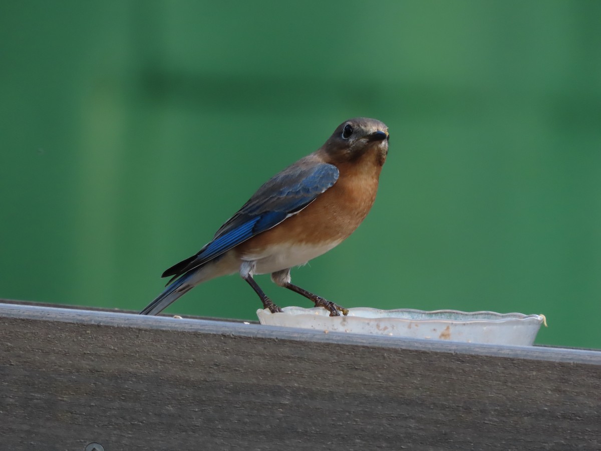 Eastern Bluebird - ML647629861