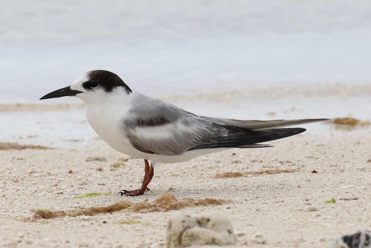 Common Tern - ML647629869