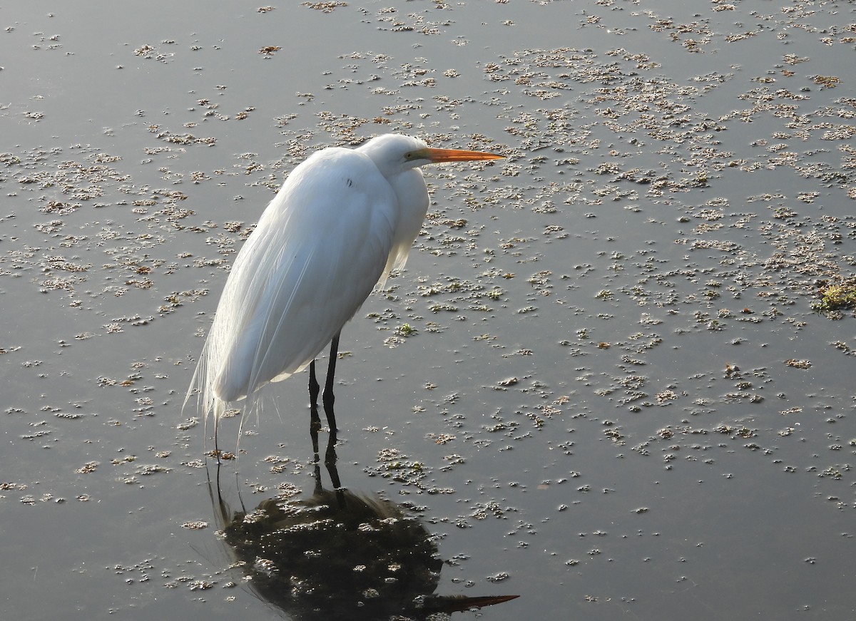 לבנית גדולה - ML647629911