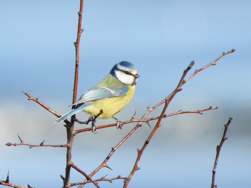 Eurasian Blue Tit - ML647629929