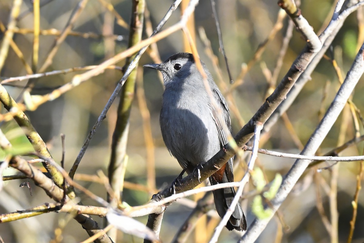 Miaulari grisa - ML647629980