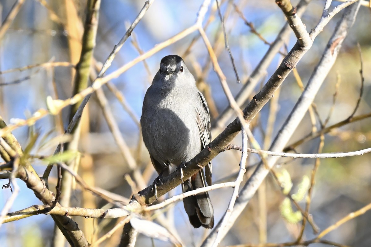 Miaulari grisa - ML647629988