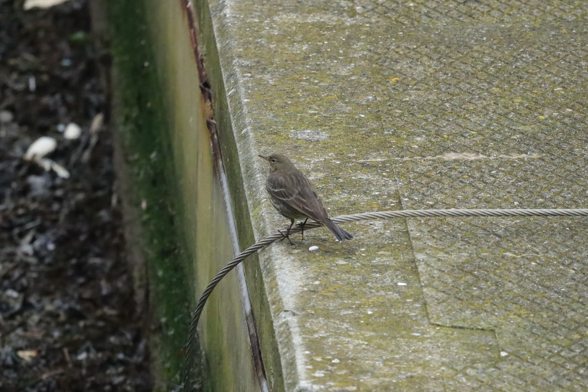 Rock Pipit - ML647629998