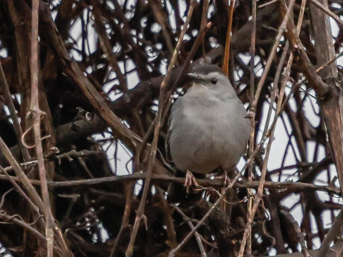 Miaulari grisa - ML647630002