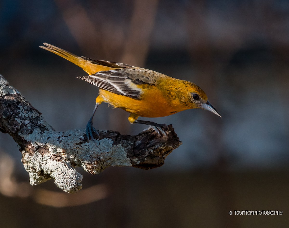 ボルチモアムクドリモドキ - ML647630020