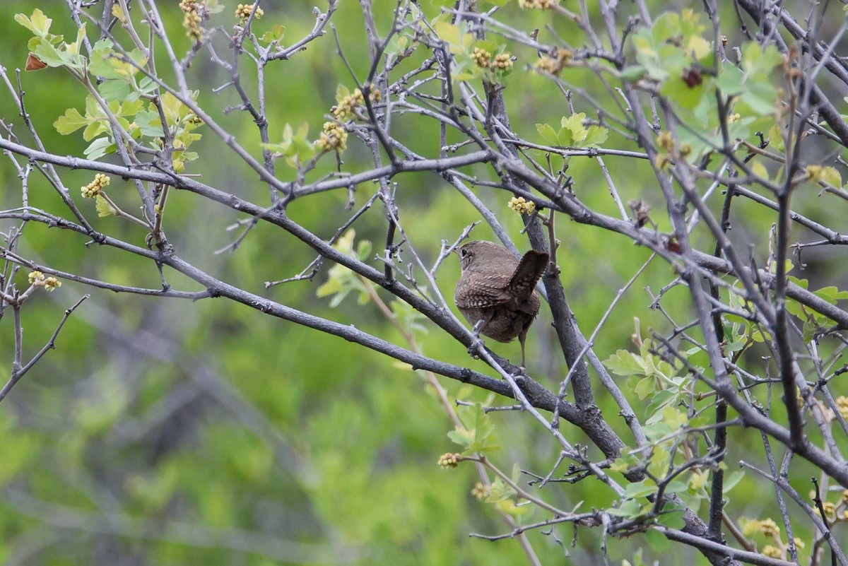 Northern House Wren - ML647630052