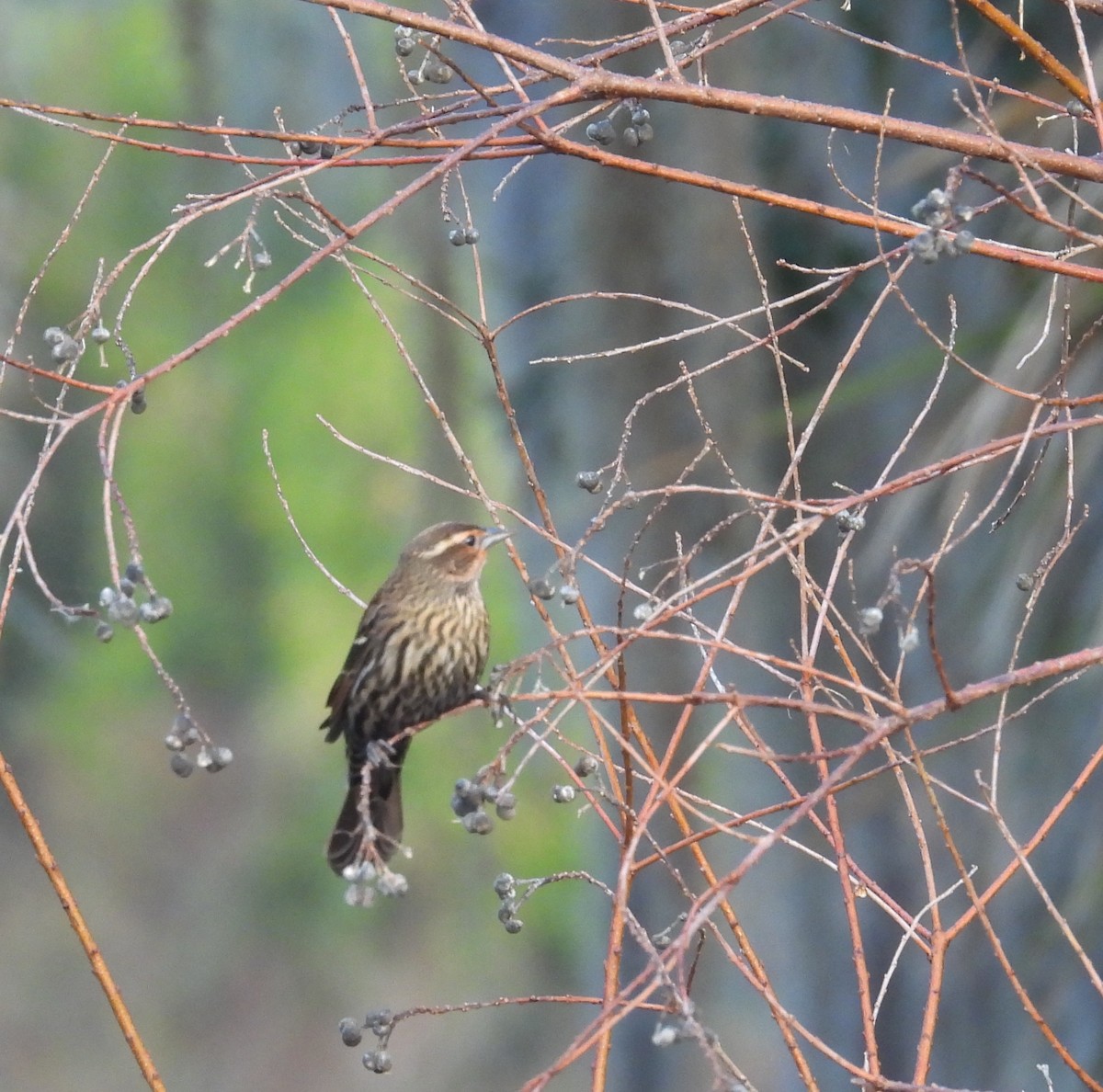 שחרורית אדומת-כנף - ML647630061