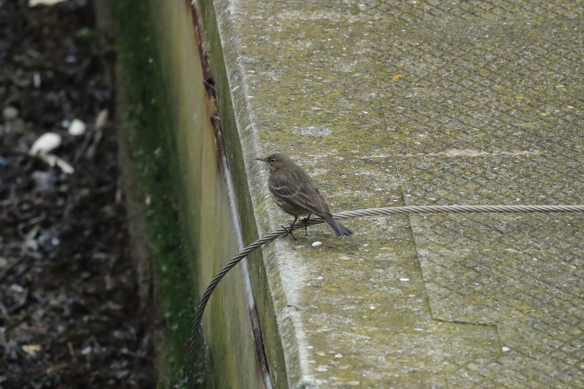 Rock Pipit - ML647630066