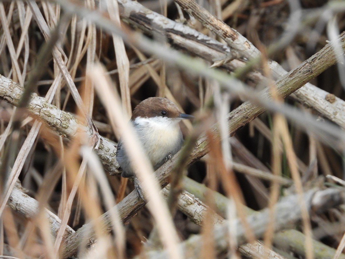 Sittelle à tête brune - ML647630096