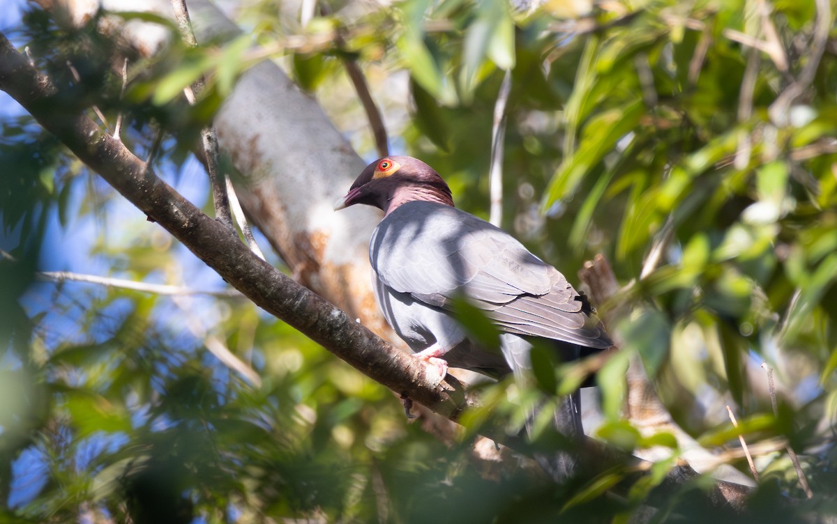 Scaly-naped Pigeon - ML647630121