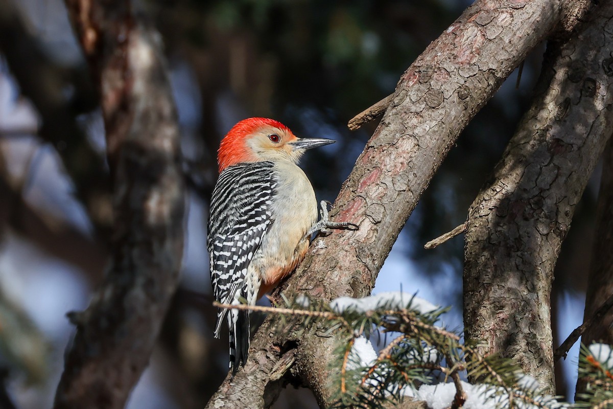 Carolinaspecht - ML647630142