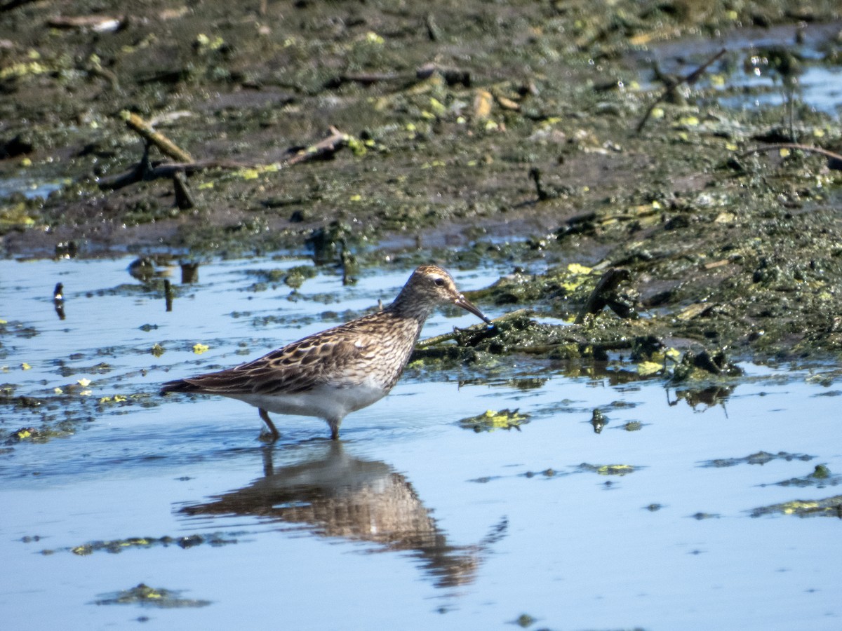 Pectoral Sandpiper - ML647630166