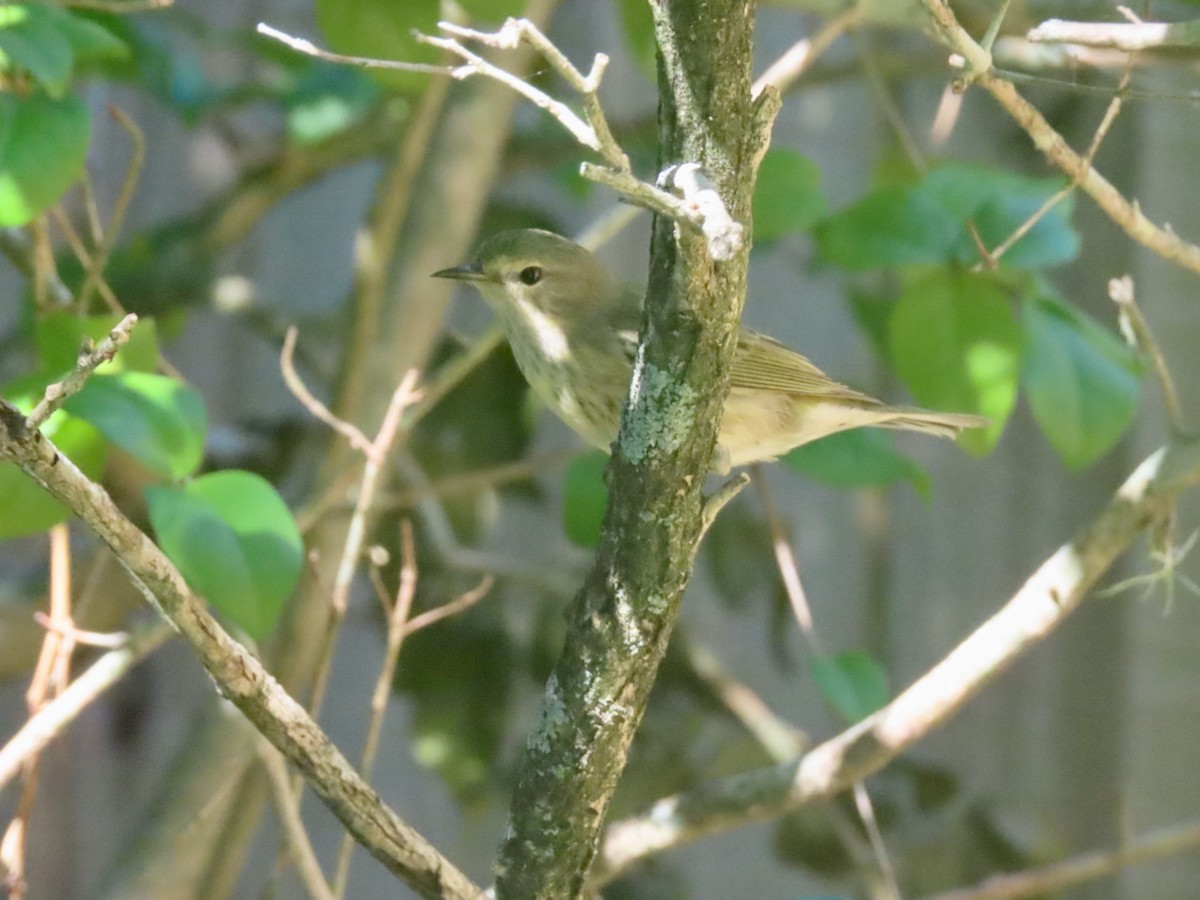 Cape May Warbler - ML647630169