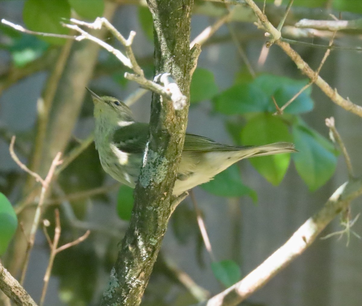 Cape May Warbler - ML647630170