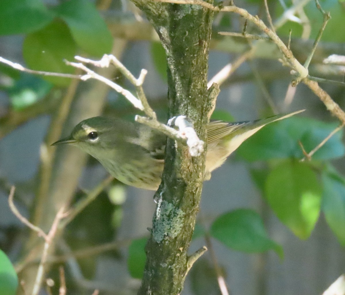 Cape May Warbler - ML647630171