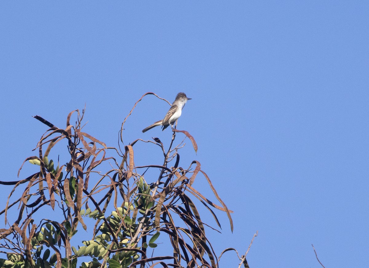 Puerto Rican Flycatcher - ML647630181