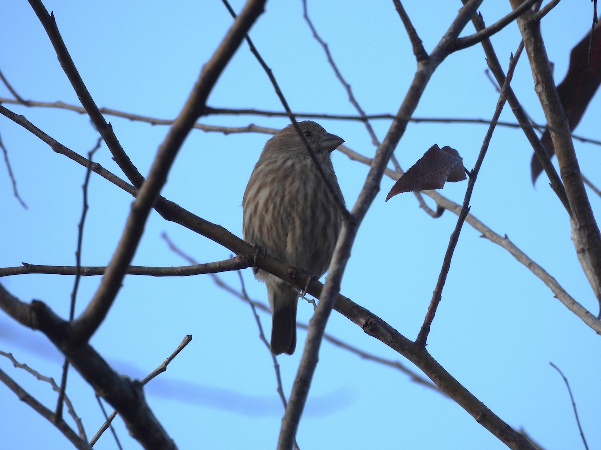 House Finch - ML647630229
