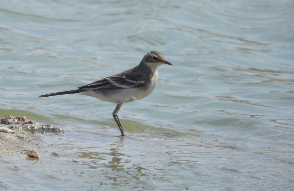 黃頭鶺鴒 - ML647630248