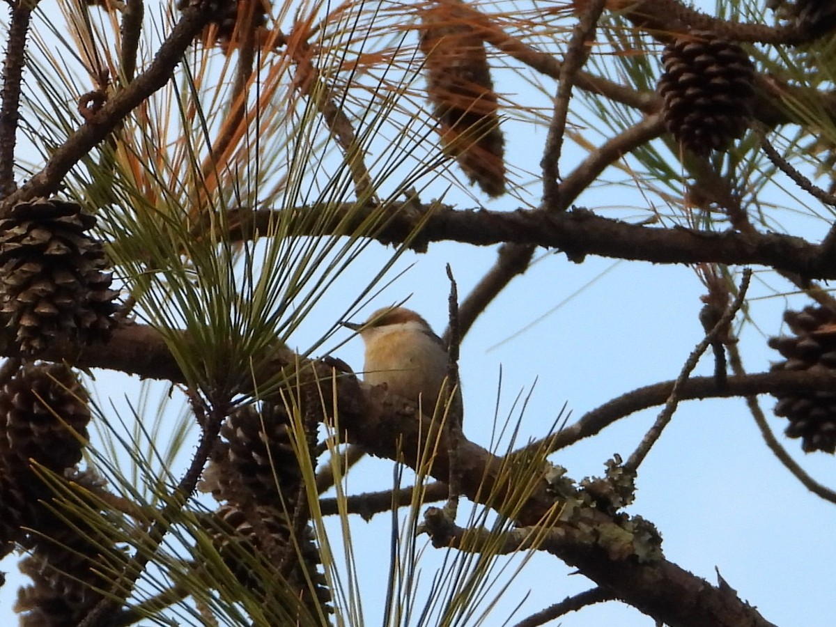Sittelle à tête brune - ML647630254