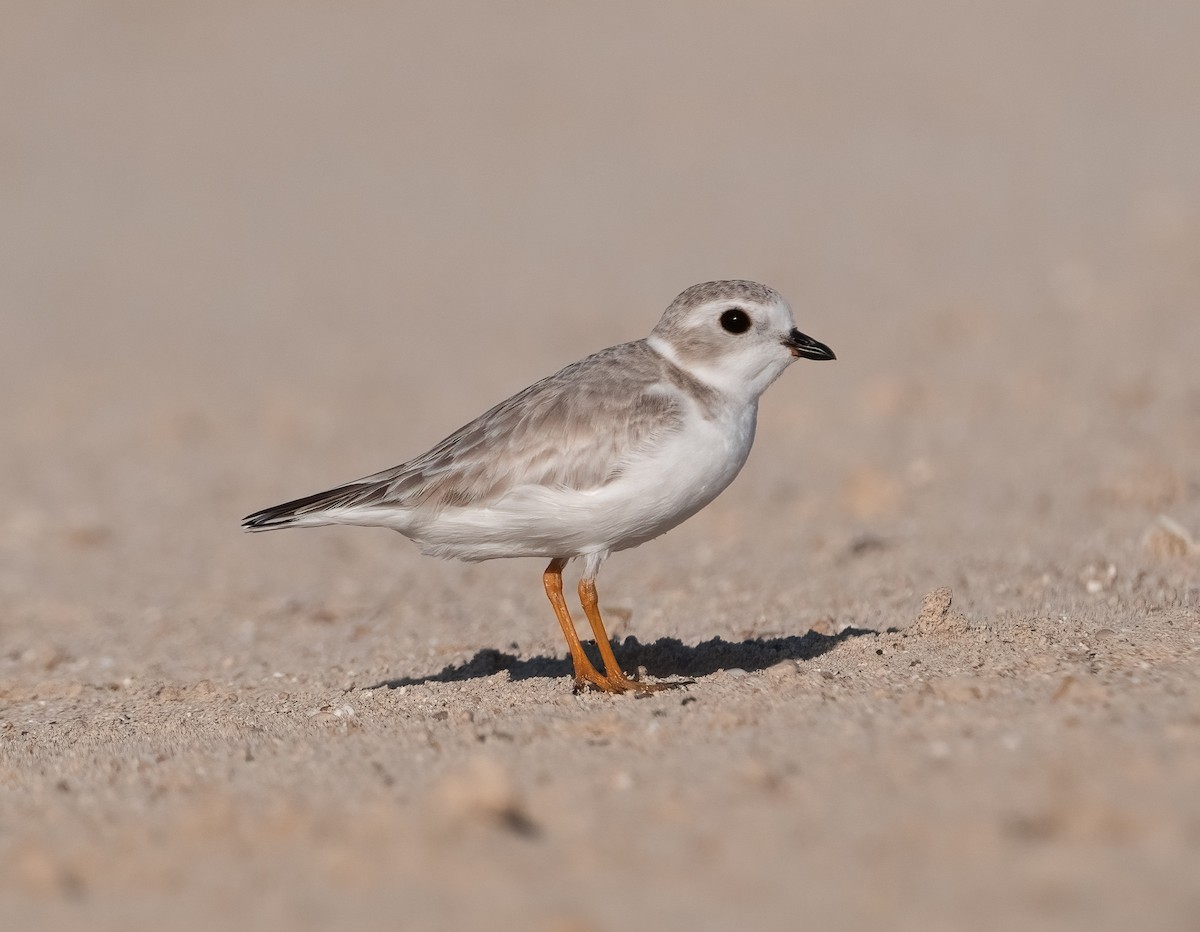 Islıkçı Cılıbıt - ML647630269