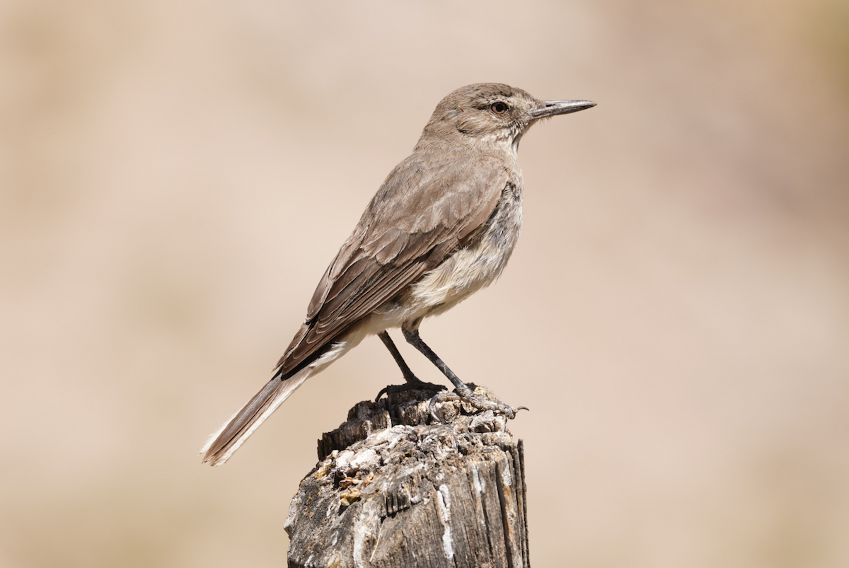 Black-billed Shrike-Tyrant - ML647630276