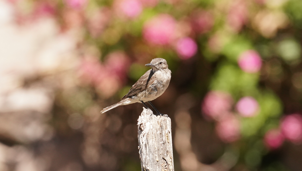 Black-billed Shrike-Tyrant - ML647630277